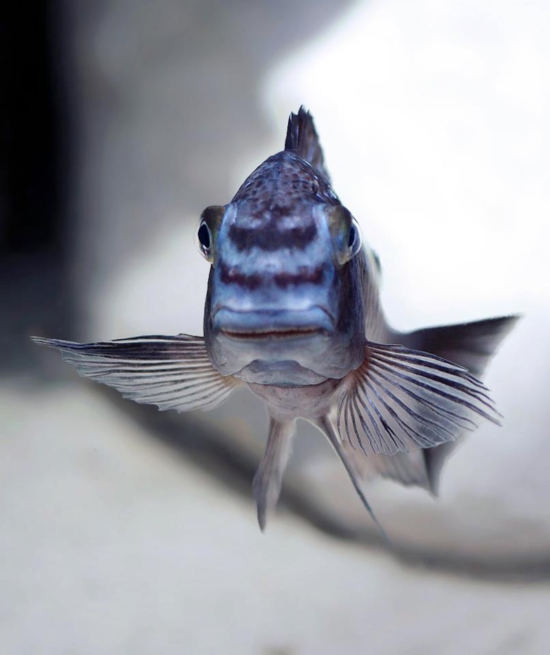 Tropheus sp. 'limespot' Kapampa